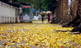 Thả hồn với Hà Nội đẹp dịu dàng mùa lá rụng