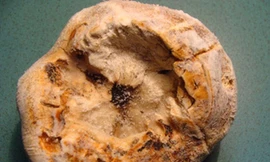 Bí ẩn loài nấm đắt như vàng ròng trên dãy Hoàng Liên Sơn