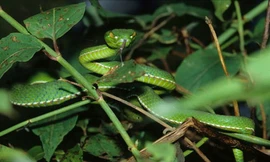 Rắn lục đuôi đỏ ở Trung Quốc còn gọi là rắn tre. 