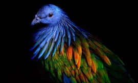 1001 thắc mắc: Vì sao lông chim quý thường có màu xanh?