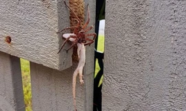 Nhện sói ngoạm cổ tắc kè để bơm nọc độc. Ảnh: Caters. 