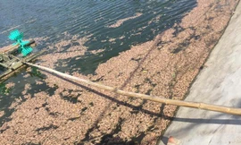 Công an điều tra tôm chết bất thường trong hồ gia đình anh Phạm Văn Hạnh. 