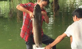 Cần thủ câu được cá trê khủng hàng chục cân tại Hồ Gươm