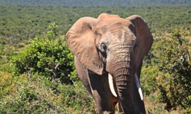 Tuổi thọ của voi khá lớn khoảng 60 – 80 năm