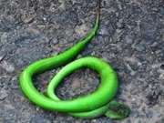 Gia tăng người nhập viện vì bị rắn lục đuôi đỏ cắn 