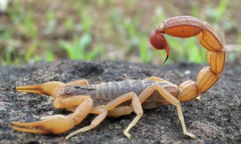 1001 thắc mắc: Loại Bọ cạp nào độc nhất hành tinh?