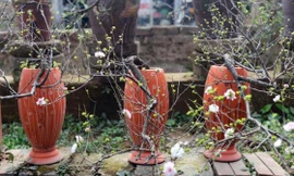 Ngắm vườn mai trắng cho thuê có một không hai ở Hà Nội