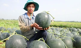 Khóc ròng vì cây, trái quá “độc”