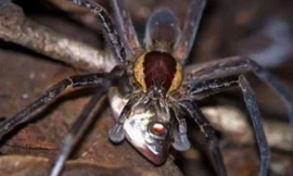 Một con nhện ăn cá. (Nguồn: LA Times) 