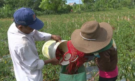 Ớt chín đỏ vườn nhưng doanh nghiệp không thu mua. Ảnh: Quảng Hà 