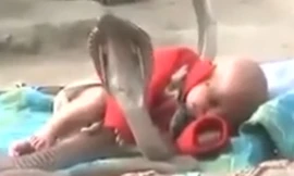 Em bé được bốn con rắn hổ mang chúa bảo vệ trong lúc ngủ
