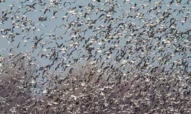 Cảnh tượng kinh ngạc khi bầy ngỗng trời xé toang đàn sáo đá giữa không trung