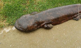 Con kỳ nhông có vẻ ngoài kỳ dị. (Nguồn: YouTube) 