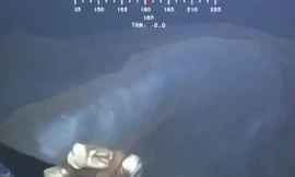 Con sứa nhau thai được phát hiện ở Vịnh Mexico. (Nguồn: YouTube) 