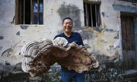 Cây nấm linh chi khổng lồ một người ôm không xuể