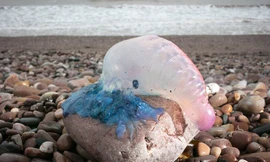 Bão lớn khiến hàng trăm 'sát thủ biển cả' dạt bờ