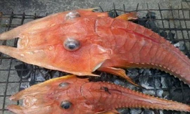 Loài cá kỳ dị này sống ở khu vực nước sâu.