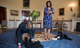 Hai chú chó tên Sunny và Bo của gia đình cựu Tổng thống Barack Obama