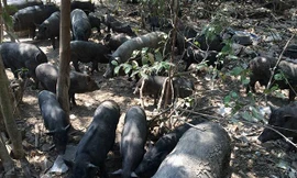 Đàn lợn rừng 300 con đại náo cả khu vực Khlong Sa Bua, tỉnh Ayutthaya, Thái Lan