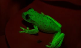 Loài ếch huỳnh quang đầu tiên trên thế giới mới được phát hiện ở Argentina và Brazil