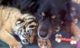 Chó Blakely ôm ấp 3 chú hổ không khác gì con mình