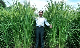 Lai tạo thành công giống lúa khổng lồ cao quá đầu người