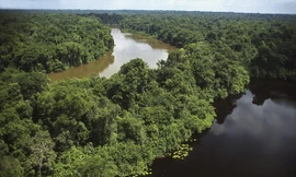 Cảnh sát Brazil phát hiện ra Pilipa gần rừng rậm Amazon