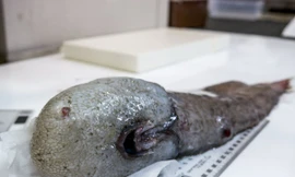 Loài cá không mặt được phát hiện lần đầu tiên vào năm 1873, từ đó đến nay các nhà khoa học chưa từng gặp cá thể nào tương tự như vậy.