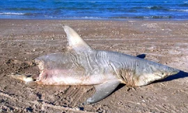 Xác con cá mập bị cắn đứt đôi người trôi dạt vào bờ biển Florida, Mỹ.