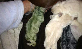 Chú chó con có bộ lông màu xanh lá cây nổi bật trong đàn. 