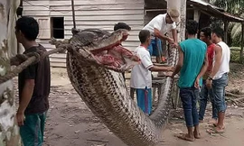 Con trăn khổng lồ được treo trên dây để dân làng chiêm ngưỡng. 