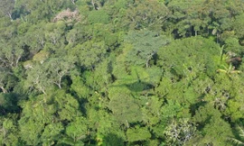 Chiếc trực thăng quân sự của Venezuela mất tích trong rừng rậm Amazon