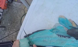 Chú cá có thịt màu xanh kỳ lạ