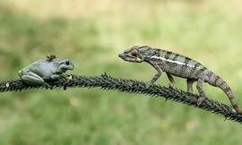 Chú tắc kè hoa tên Hector đang nhắm mục tiêu tới con dế đậu trên lưng ếch