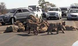 Đàn sư tử 18 con vô tư ăn thịt trâu rừng giữa đường 