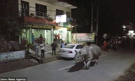 Theo Dailymail, chú tê giác này rất có thể đi lạc từ Vườn Quốc gia Chitwan gần đó. 