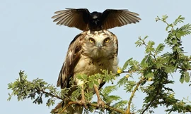 Chú quạ sà xuống đầu đại bàng