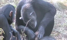 Tinh tinh cái tên Noel đánh răng cho đứa con đã chết 