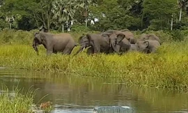 Đàn voi uống nước bên hồ thì bất ngờ bị cá sấu tấn công.