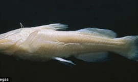 Một tiêu bản cá quỷ Satan.