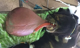 Chú gấu Nyan Htoo mắc bệnh lạ khiến lưỡi của chú dài chạm đất.