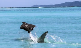 Hình ảnh ngoạn mục hiếm có được anh De Bie ghi lại ở vùng biển của đảo Zapatila, Panama.