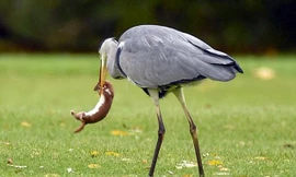 Chú chồn mắc lủng lẳng trong mỏ cò ở Peterborough.