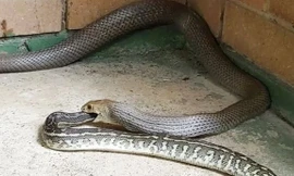 Rắn nâu cực độc nuốt chửng đồng loại.