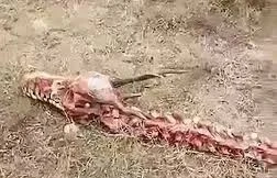 Bộ xương rồng khổng lồ dài 18 mét gây bão mạng Trung Quốc