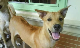 Lần đầu tổ chức thi chó giống quốc tế