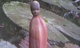 Kỳ lạ 'đầu người' mọc trên hoa súng