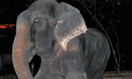 Raju khóc khi được giải cứu