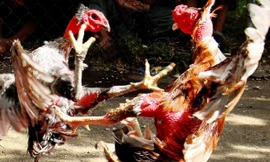 Xem thần kê tung tuyệt kỹ