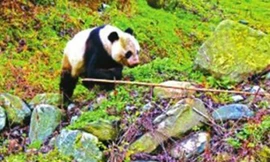 Con gấu trúc tấn công người dân ở Trung Quốc